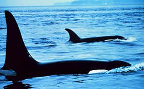 Differences of dorsal fins of orcas between male and female