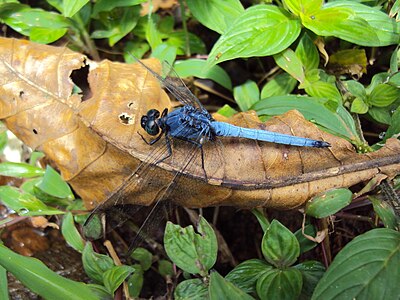 Orthetrum glaucum male