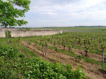 Vignoble avec le « Clos des Murs ».