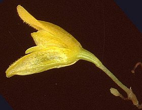 Pabstiella biriricensis