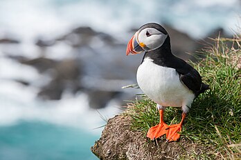 Fradinho (Fratercula arctica) em Látrabjarg, Islândia. (definição 1 280 × 853)