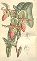 Paphiopedilum victoria-mariae ботаническая иллюстрация из книги Curtis's botanical magazine, 1898 г.