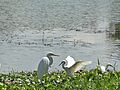 Garças em lago do Parque