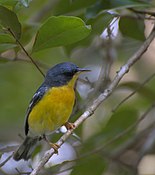 Tropical parula