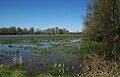 Paysage de la Dombes.