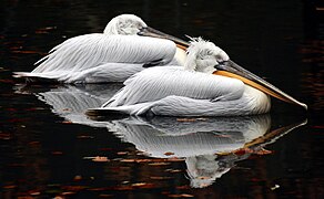 Deux spécimens sur l'eau au zoo de Colchester.