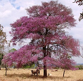 Physocalymma scaberrimum