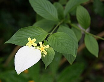 Pseudomussaenda flava