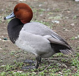 Amerikai barátréce (Aythya americana)