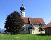 Blutbuche an der Pfarrkirche Heilig Blut