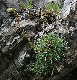 Saxifraga callosa