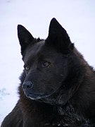 Nero Schipperke