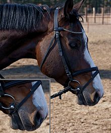 Tête d'un cheval marron avec une lanière de cuir passant devant le mors pour fermer la bouche.