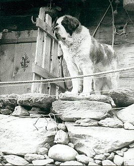 A St. Bernard rescue dog in Valais