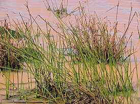 Eleocharis calva