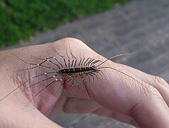 Thereuonema tuberculata (Scutigeridae)