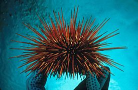 Ouriço-vermelho-gigante (Strongylocentrotus franciscanus).