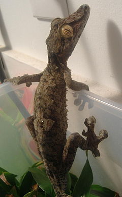 Description de l'image UroplatusFimbriatus.JPG.