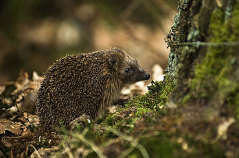 Un hérisson commun (Erinaceus europaeus), dans la forêt d'Emmerdennen, près d'Emmen, aux Pays-Bas. (définition réelle 2 500 × 1 662)