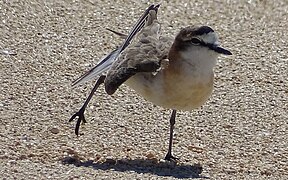 White-fronted Plover at Nosy Ve