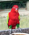 At Kuala Lumpur Bird Park