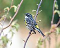 Image 78Male yellow-rumped warbler singing in Green-Wood Cemetery