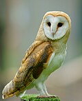 Barn owl at the British Wildlife Centre, England