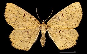 Angerona prunaria prunaria ♀