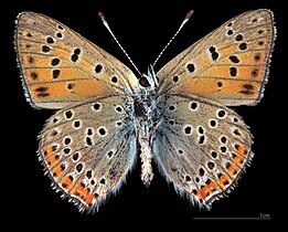 Lycaena alciphron ♂ △