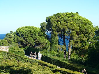 Stone pines on the Crimean Riviera, Ukraine