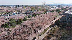 青森県十和田市・官庁街通りの桜並木の風景