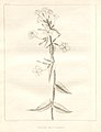 Botanical illustration