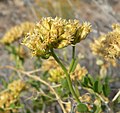 Amphipappus fremontii