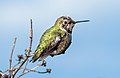 Image 5Anna's hummingbird in Pacifica, California