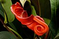 Anthurium scherzerianum inflorescence with spathe and spadix