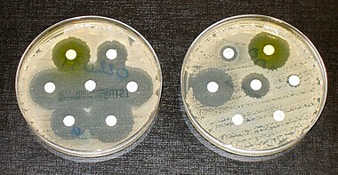 Two petri dishes with antibiotic resistance tests