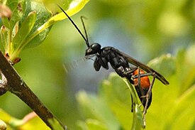 Arachnospila fumipennis