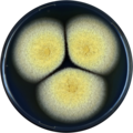 Aspergillus subramanianii growing on CYA plate