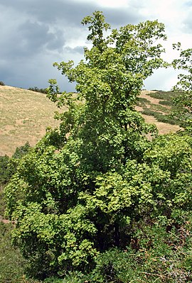 Клён крупнозубчатый, в горах Уосач, Юта