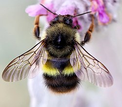 Bombus flavifrons på lammöron i delstaten Washington.