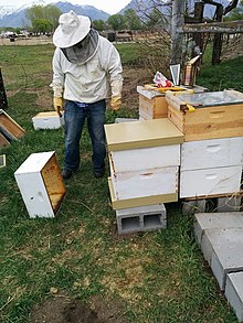 Brad Hanks Beekeeping