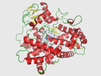 Image illustrative de l’article Cytochrome CYP2D6