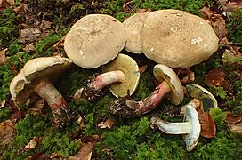 Le Bolet non-réticulé (Caloboletus polygonius)