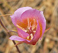 Calochortus plummerae