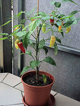 Frutos de Capsicum baccatum