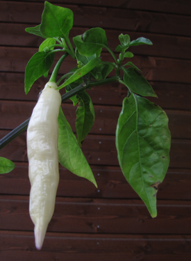 Capsicum baccatum