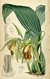 O desenho de uma Coelogyne speciosa.