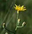 Crepis chondrilloides