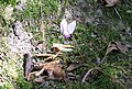 Cyclamen hederifolium flower