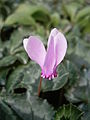 Cyclamen hederifolium flower